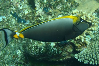 Naso elegans - Gelbklingendoktorfisch (Indischer Gelbklingen-Nasendoktor, Gelbklingen-Nasendoktorfisch)